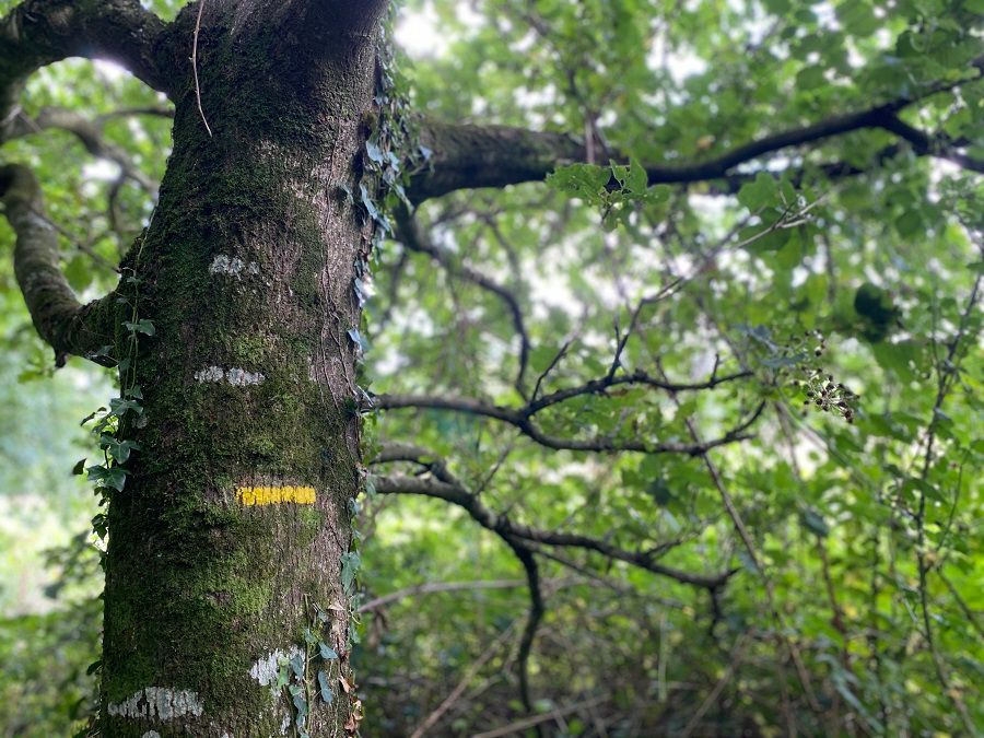 balade-pont-coblant-pleyben-menez-hom-atlantique-arbre.jpg